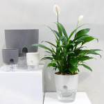 Simulated Flame Aromatherapy Diffuser and Air Humidifier with Timer