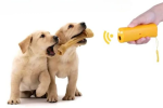 Anti-Lost GPS Tracking Locator - Image 6
